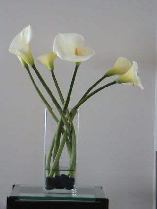 Calla Lilies