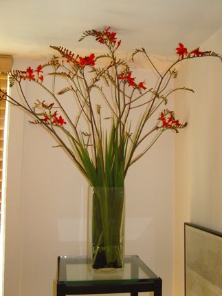 Flowers Fiowers