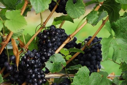 Gorgeous british columbia grapes northwest wining and dining downtown seattle website link